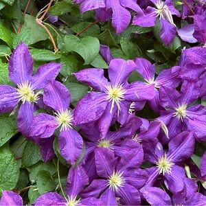 Meet your Posher, Huey